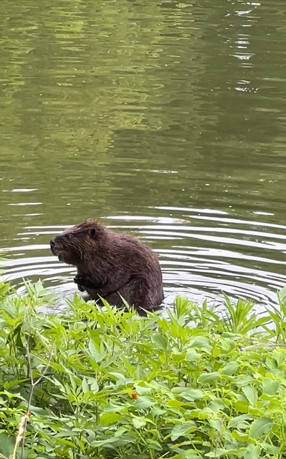 Beaver Bath.jpeg