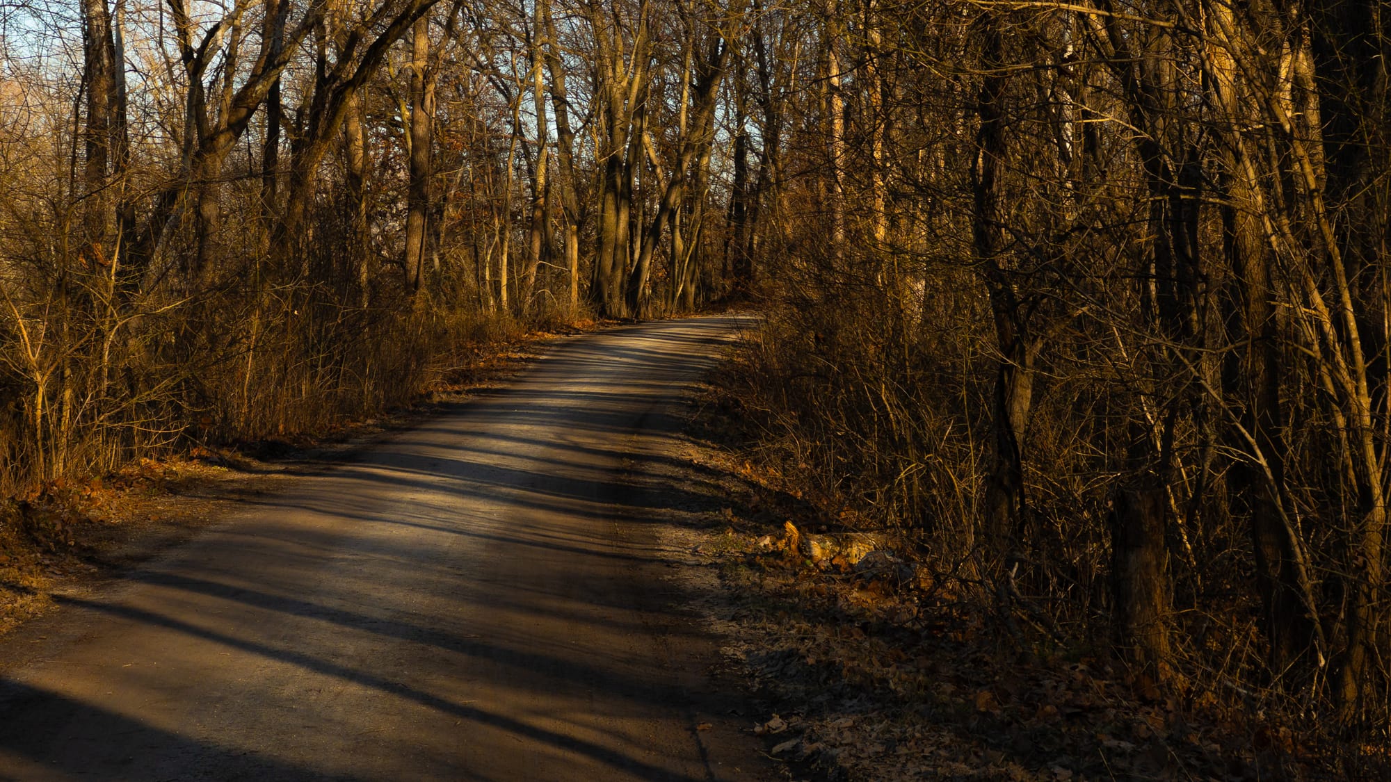 Trees and their shadows across the MKT Trail 